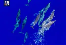 包含1[Ct?@$鲸酺T?的词条